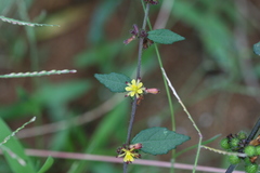 Triumfetta rhomboidea